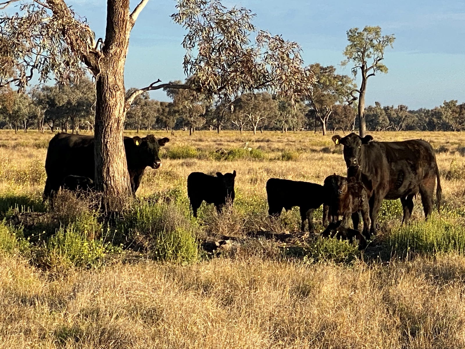 Business For Sale: Merah North, NSW 2388