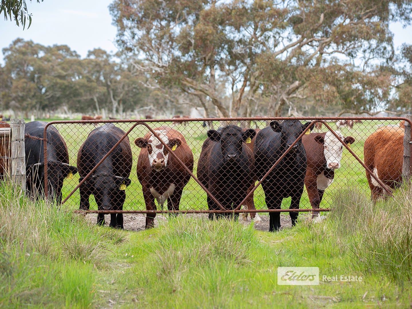 Farms For Sale in Lucindale, SA 5272
