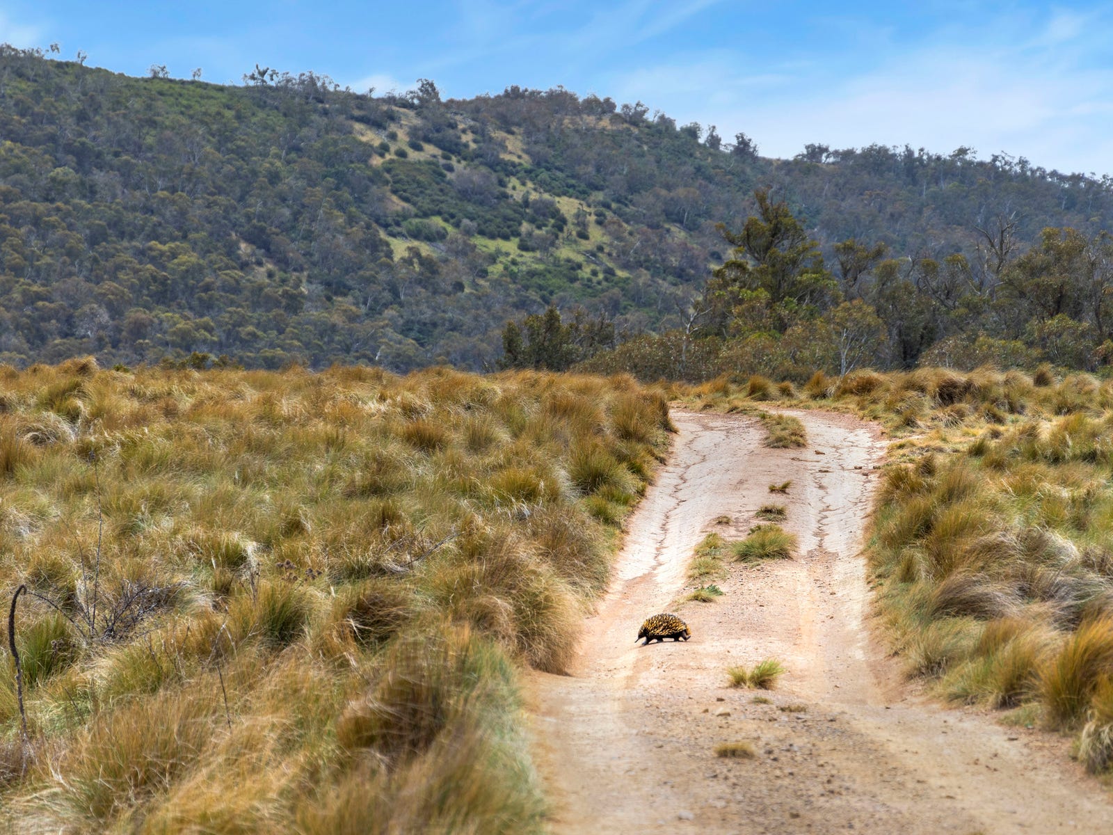 Business For Sale: Shannons Flat, NSW 2630