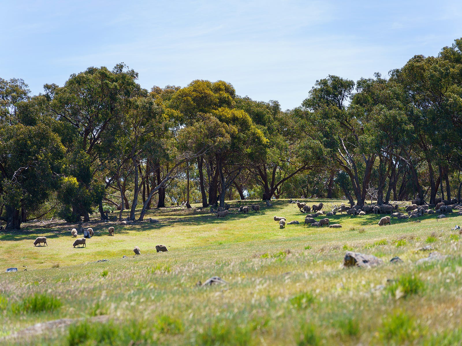 Business For Sale: Maldon, Vic 3463