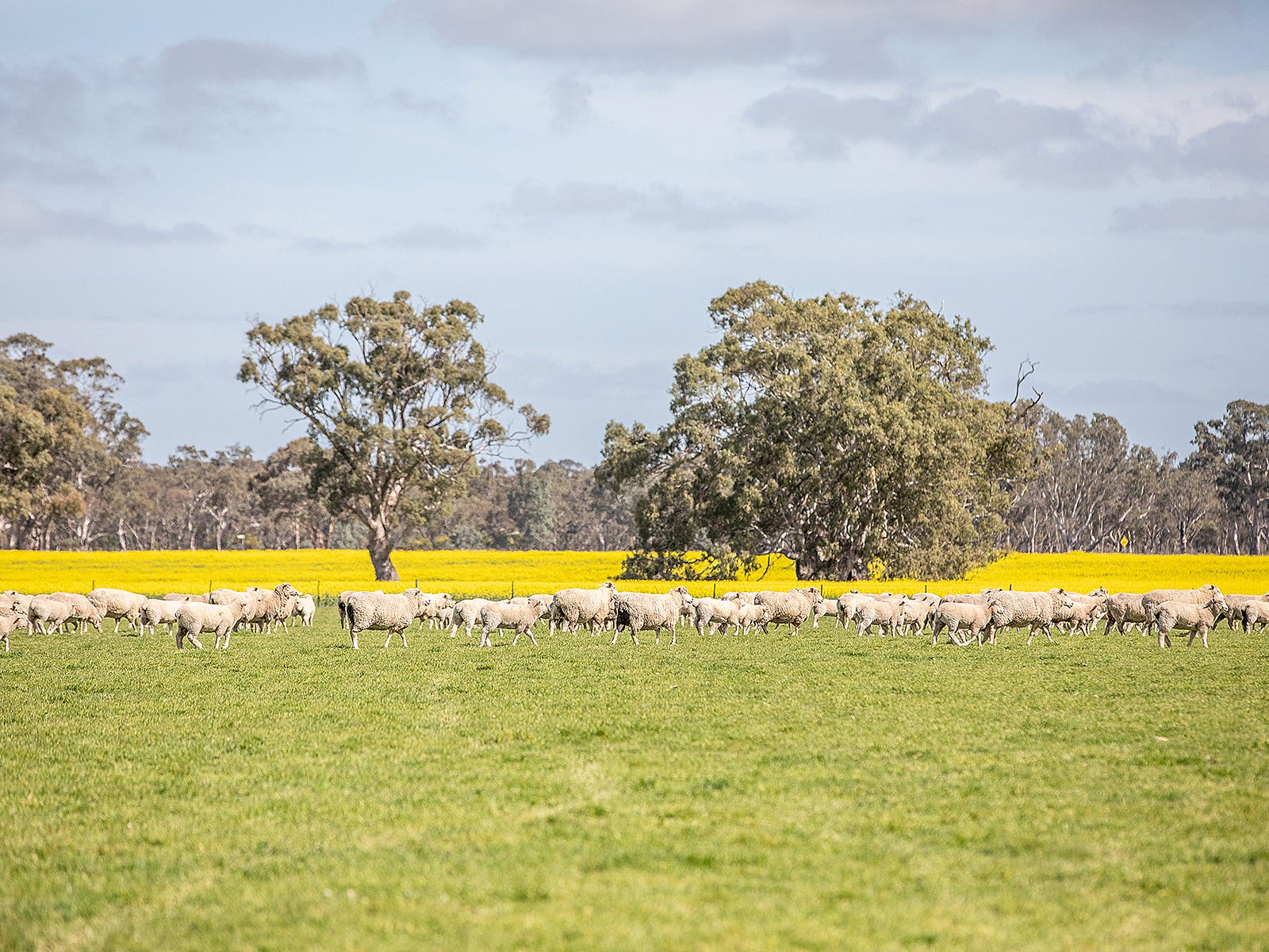 Business For Sale: Frances, SA 5262