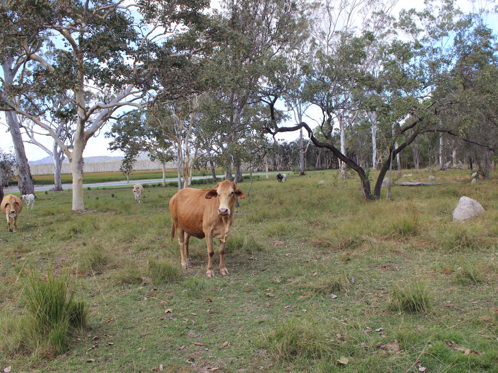 Business For Sale: Innot Hot Springs, Qld 4872