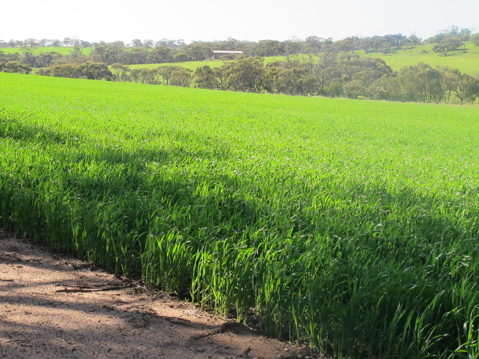 Goomalling Spring Farm For Sale in Goomalling, WA 6460 | Wongamine Goomalling-toodyay Road