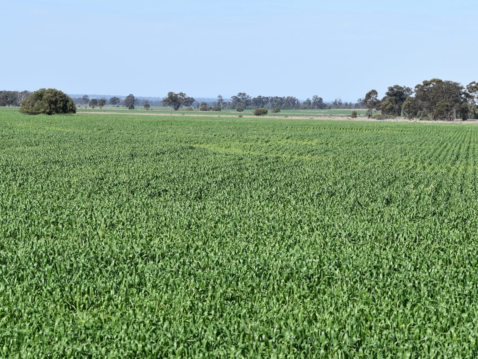 Business For Sale: Tullamore, NSW 2874