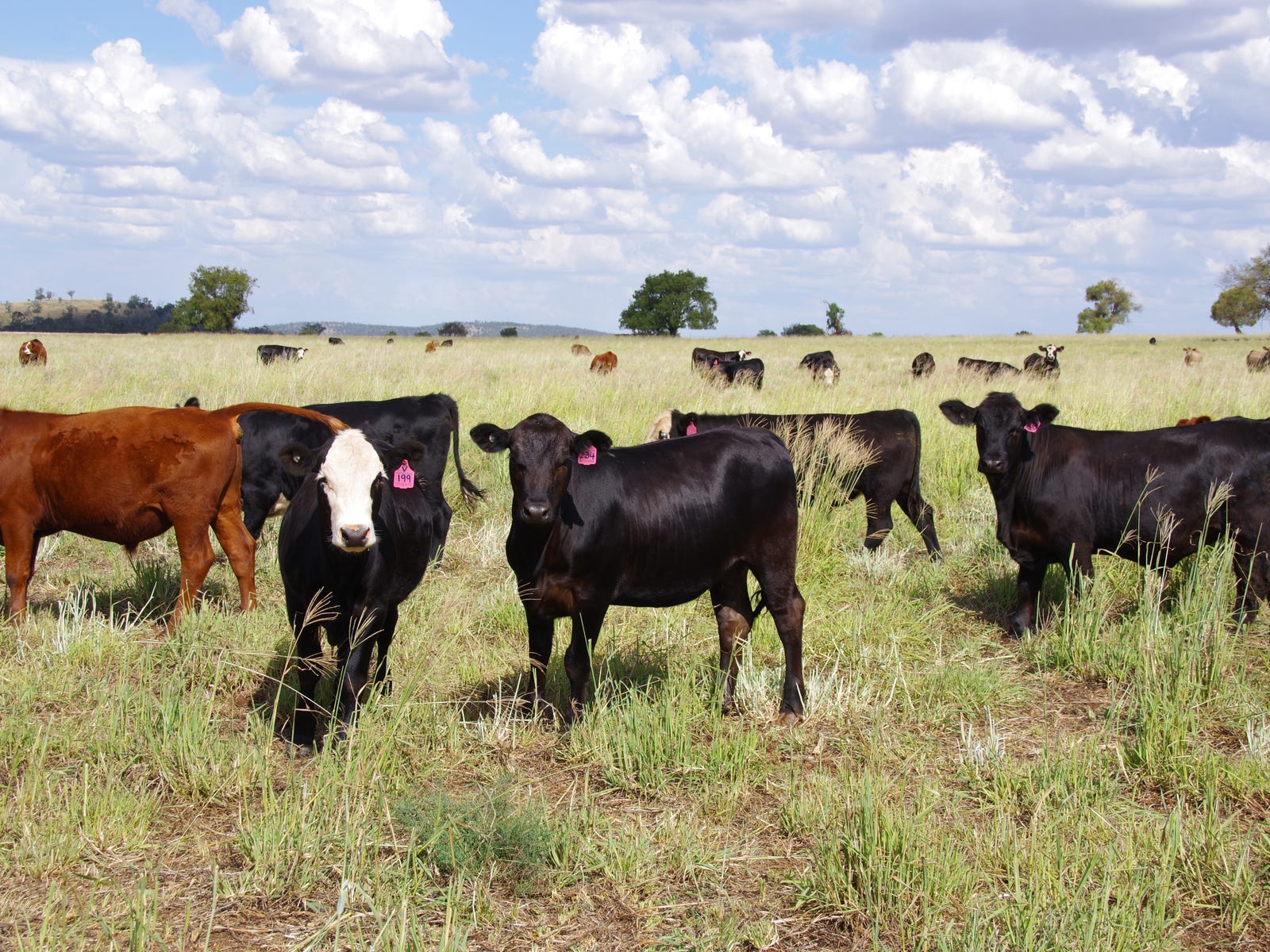 Business For Sale: Boggabri, NSW 2382
