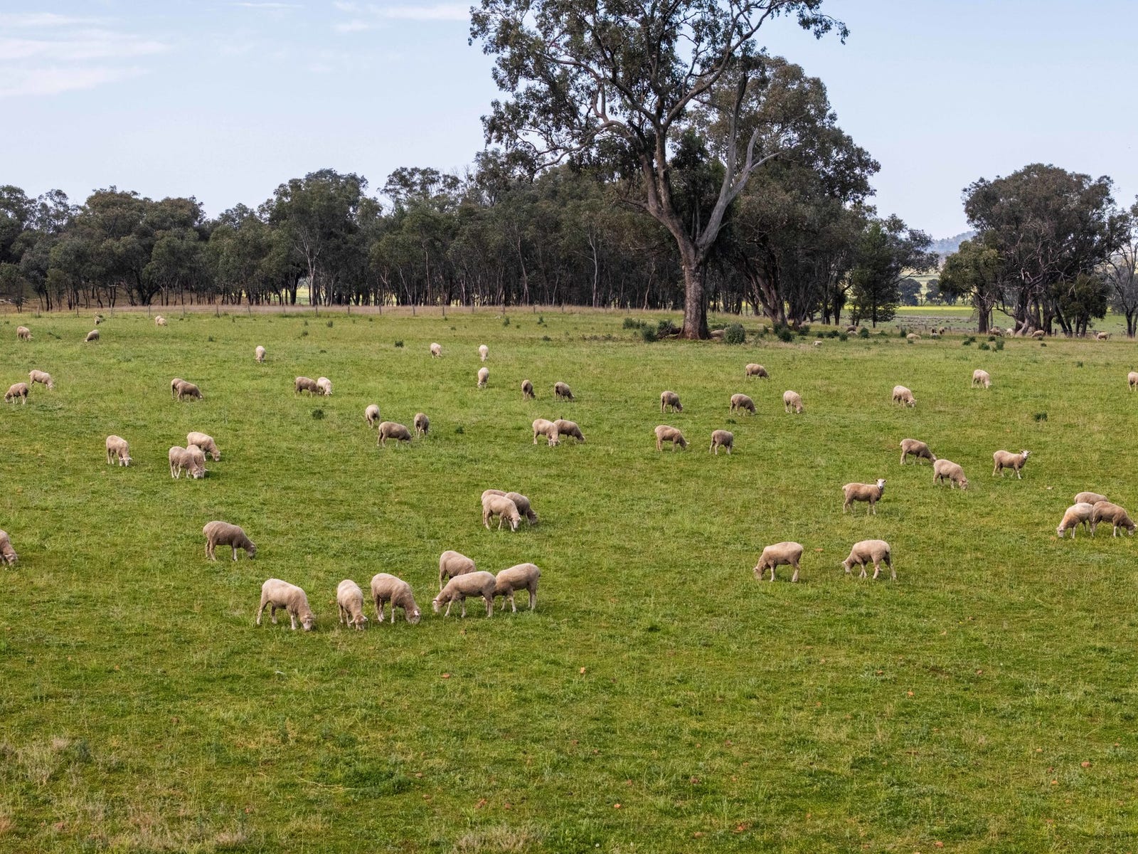 Business For Sale: Baldry, NSW 2867