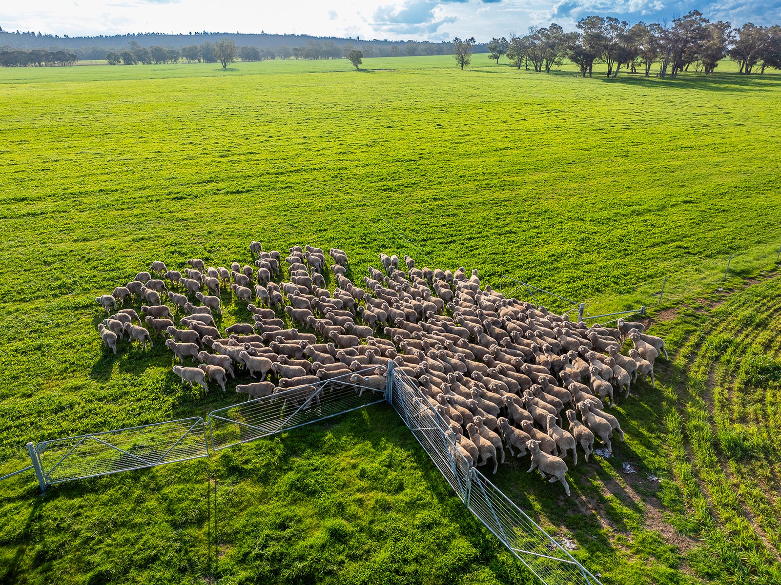 Business For Sale: Tallawang, NSW 2852