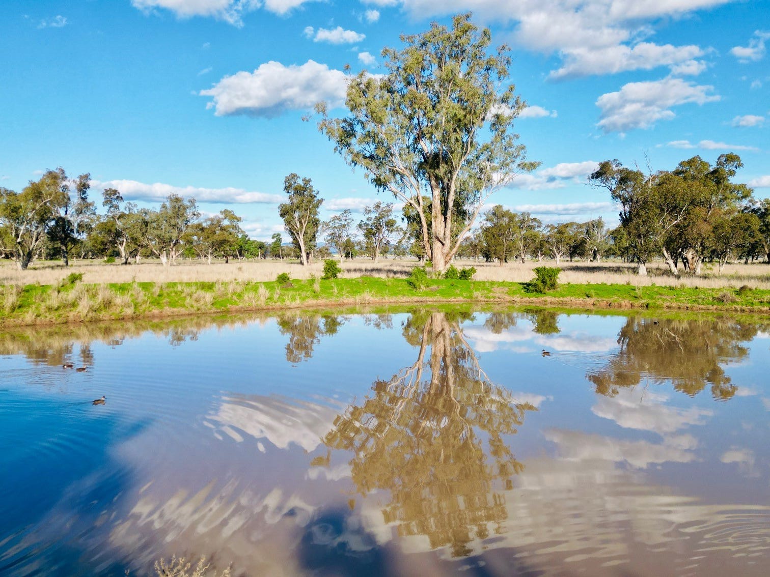 Business For Sale: Breeza, NSW 2381