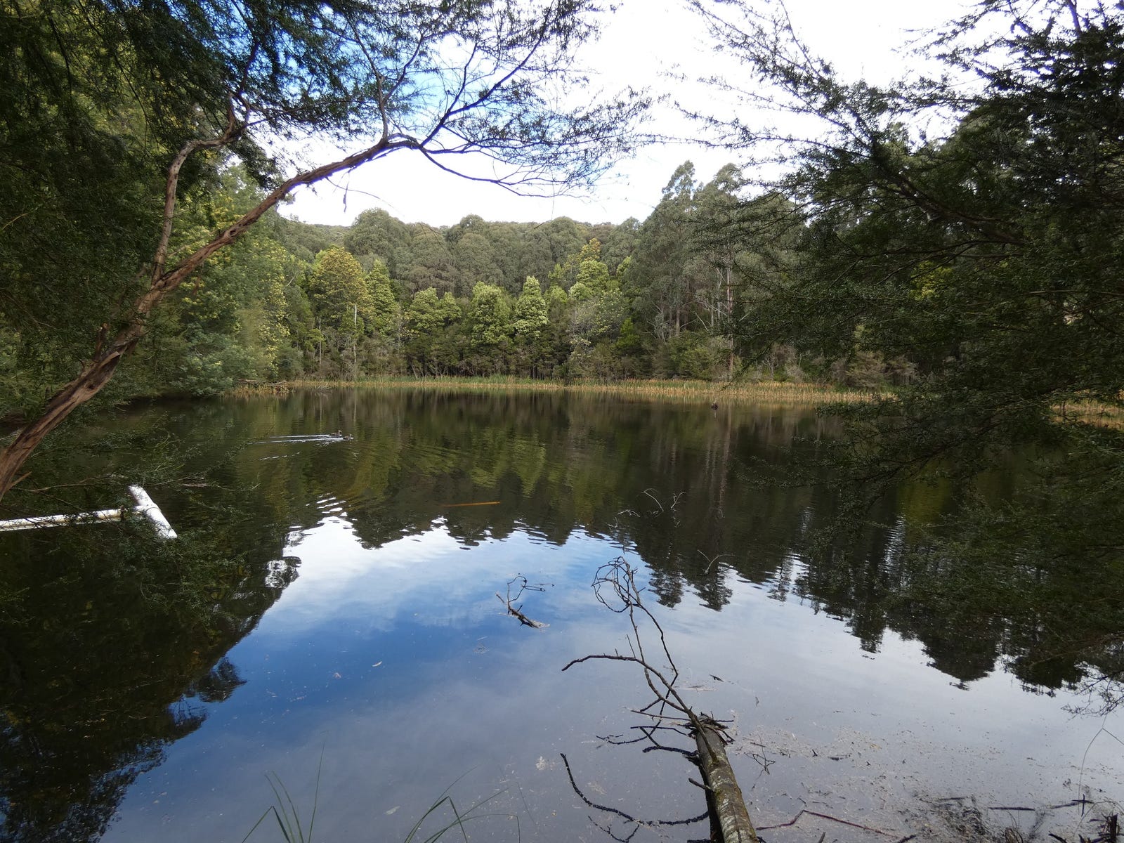 Farm For Sale in Hoddles Creek, Vic 3139 445 Beenak Road