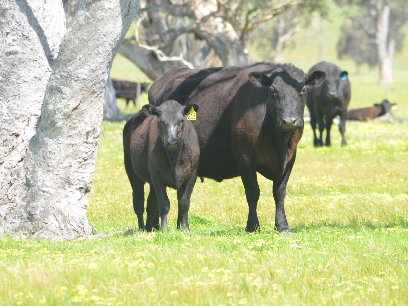 Business For Sale: Naracoorte, SA 5271