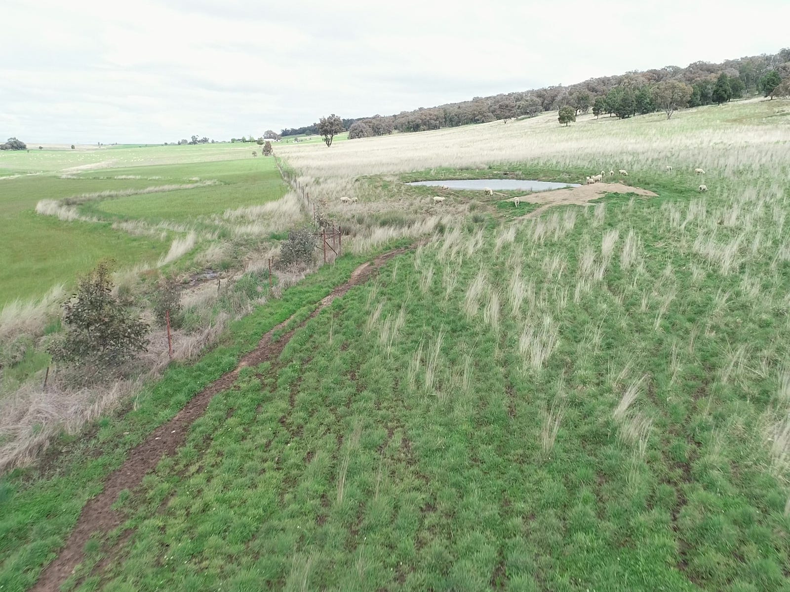 Business For Sale: Molong, NSW 2866