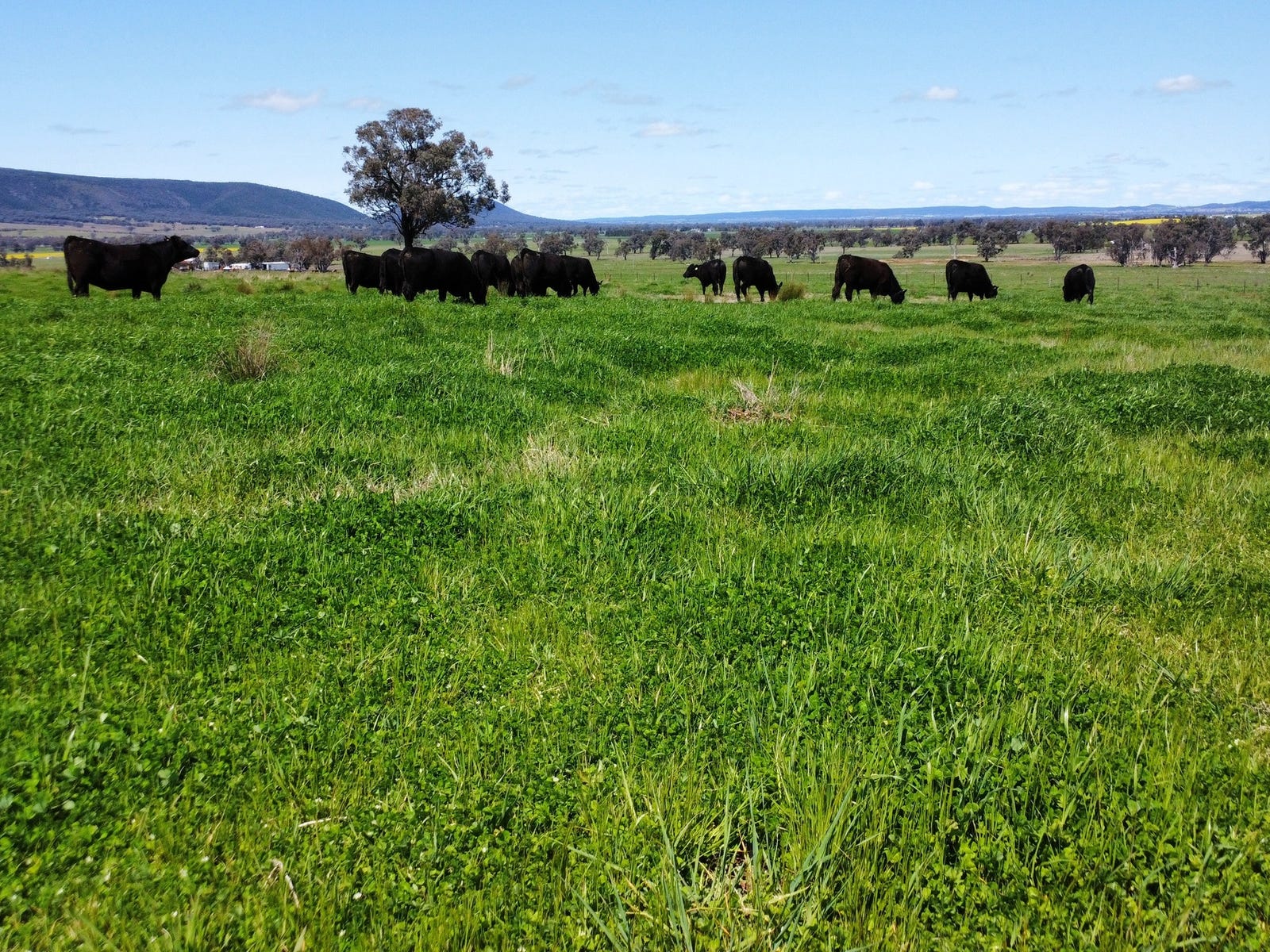 Business For Sale: Young, NSW 2594