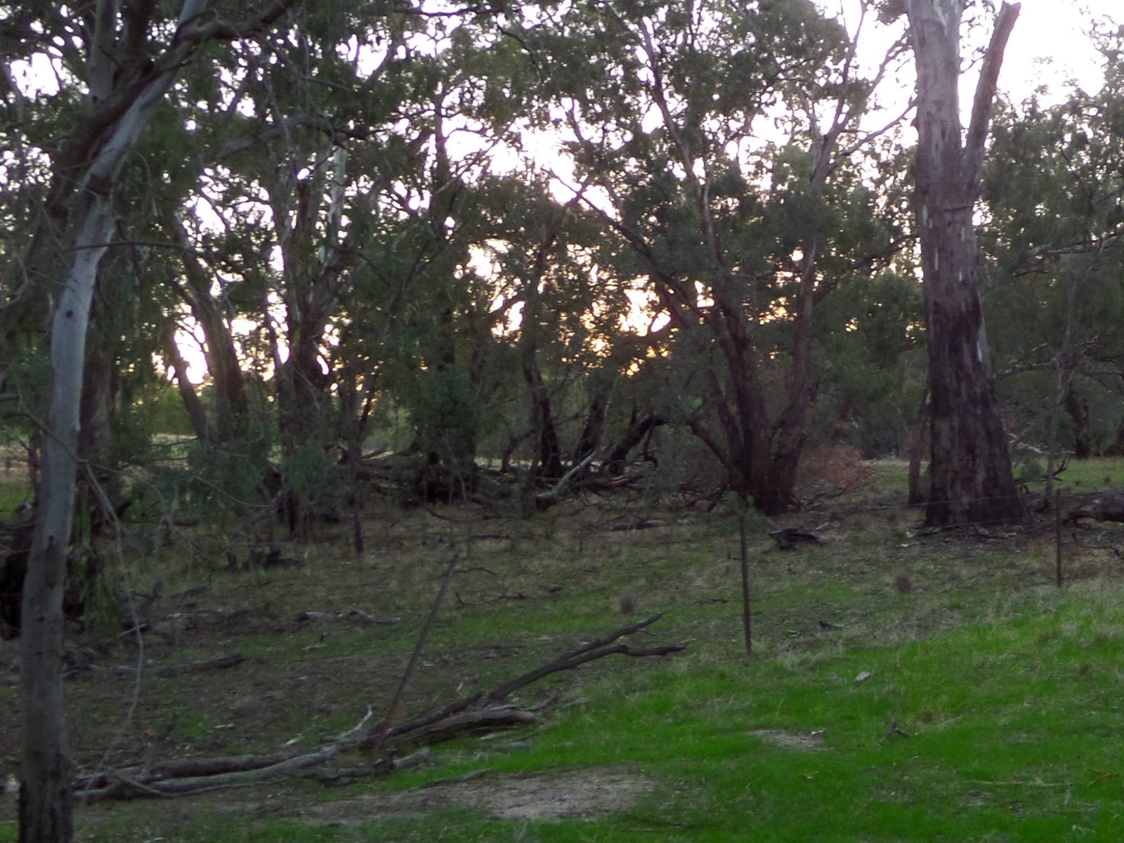 Farm For Sale in Narrandera, NSW 2700 "burnside" Sturt Highway