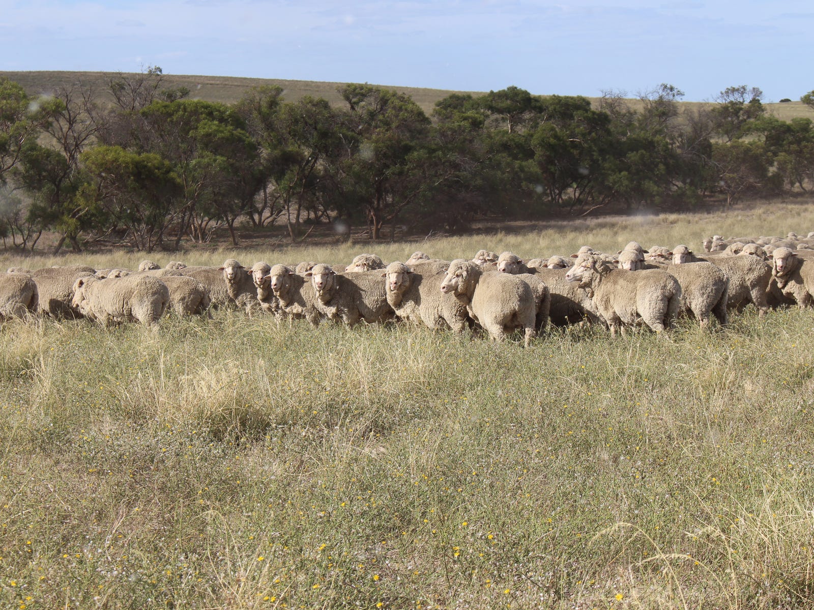 Farms For Sale in Parrakie, SA 5301
