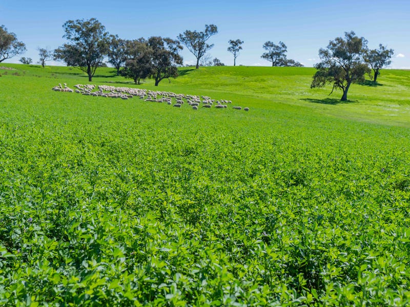 Farm For Sale in Cootamundra, NSW 2590