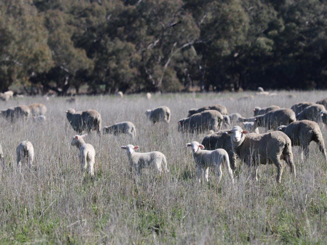 Business For Sale: Stockinbingal, NSW 2725