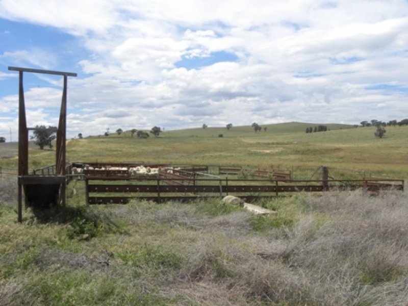 Farm For Sale in Cowra, NSW 2794 "carlisle" Darbys Falls Road