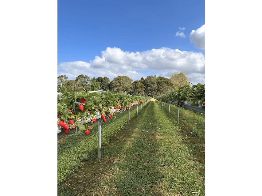 Business For Sale: Atherton, Qld 4883