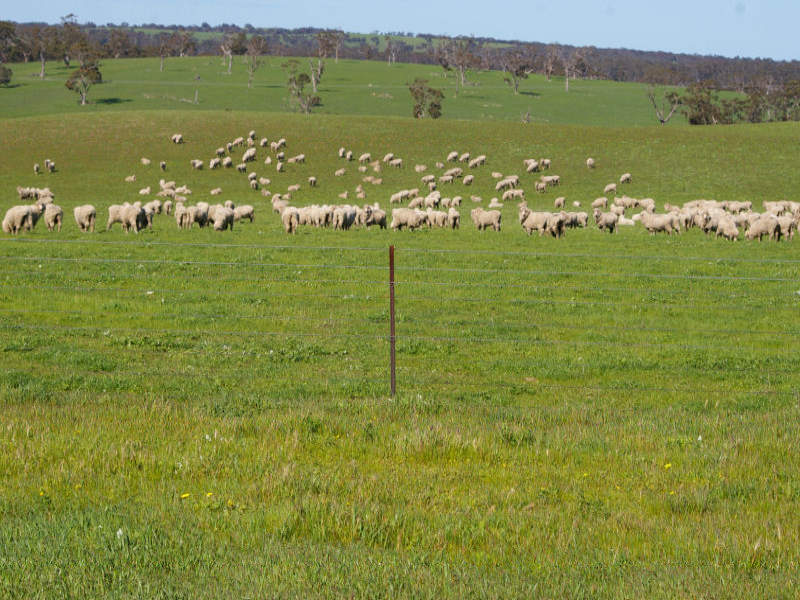 Business For Sale: Mundulla, SA 5270