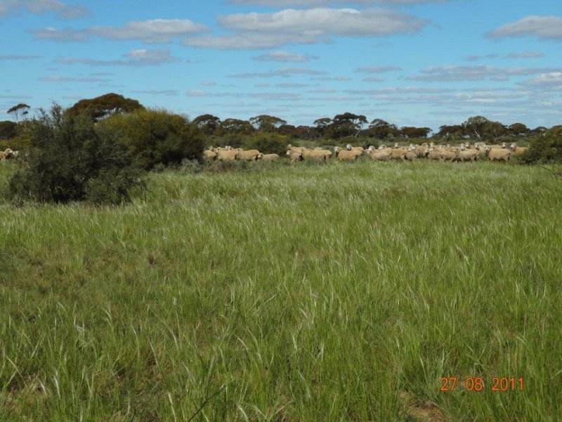 Business For Sale: Bower, SA 5374