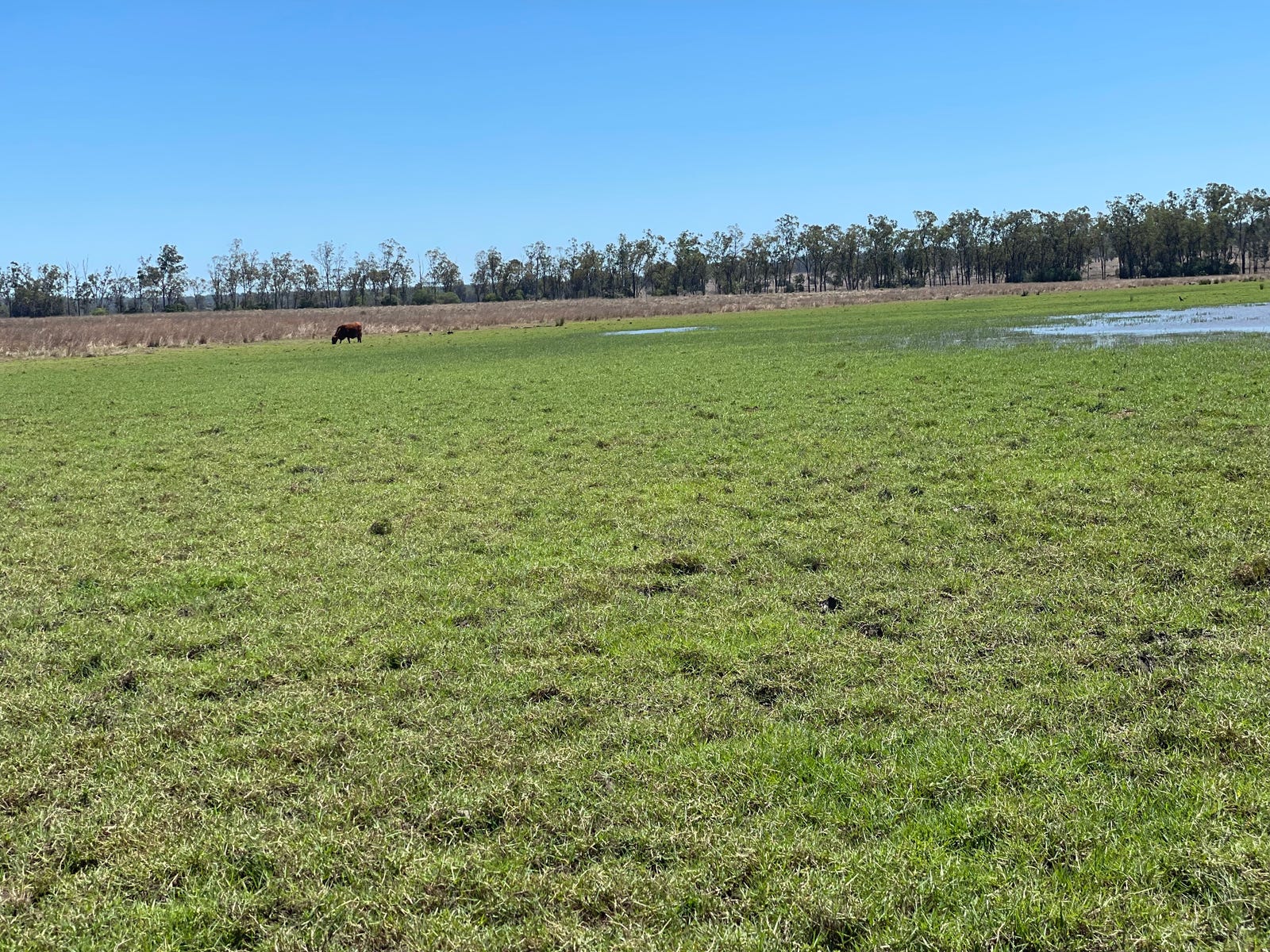 Business For Sale: Cynthia, Qld 4627
