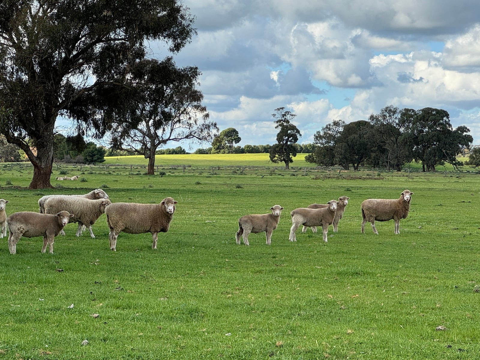 Business For Sale: Wakool, NSW 2710