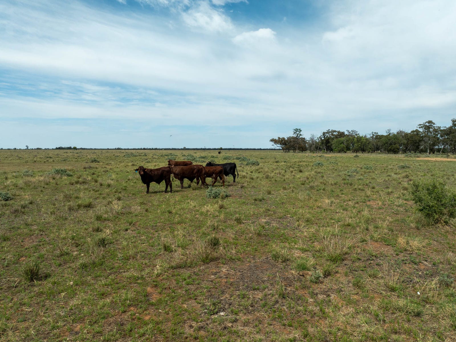 Business For Sale: Quambone, NSW 2831