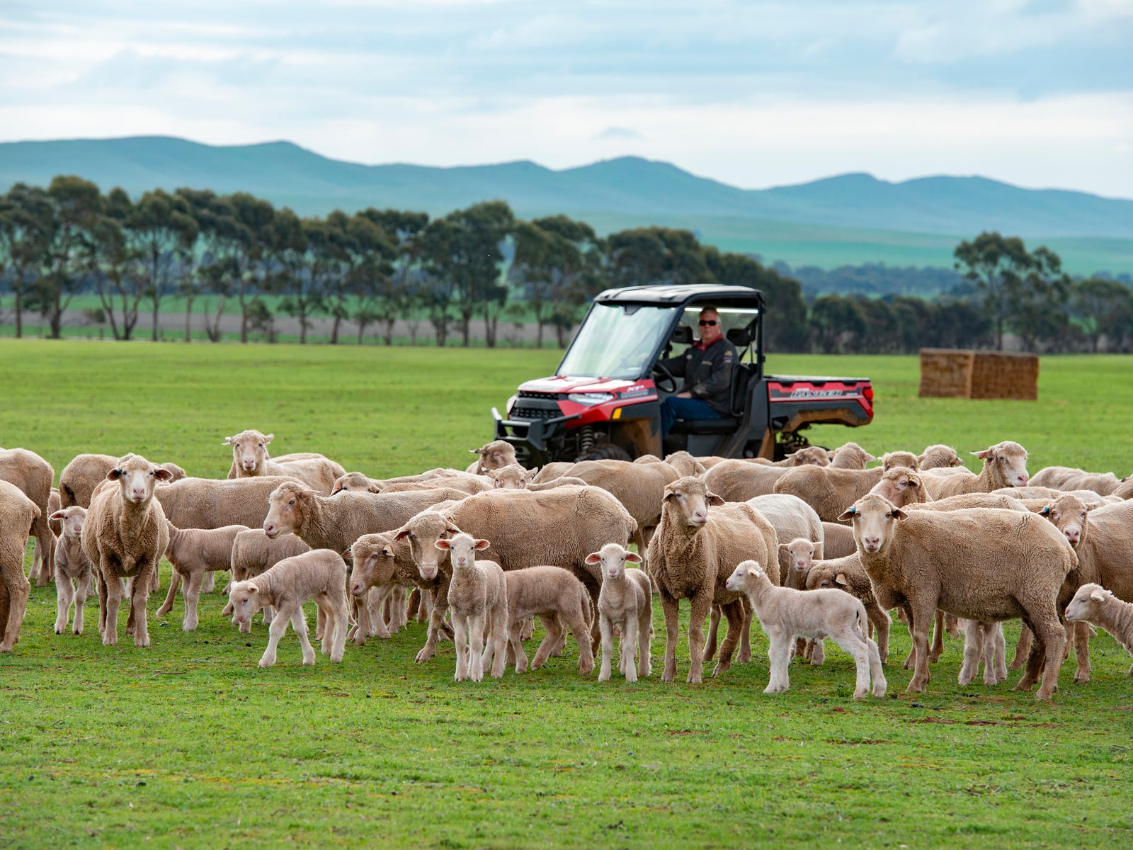 Farms For Sale in Farrell Flat, SA 5416