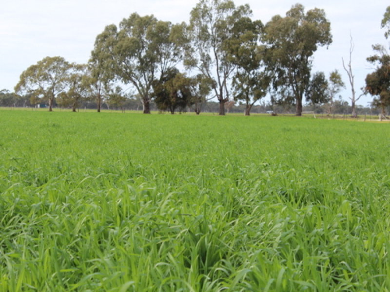 Business For Sale: Keith, SA 5267