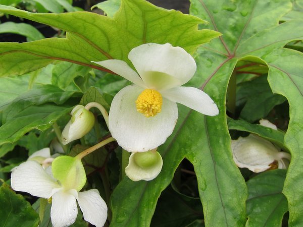Begonia pedatifida - Hardy Begonia