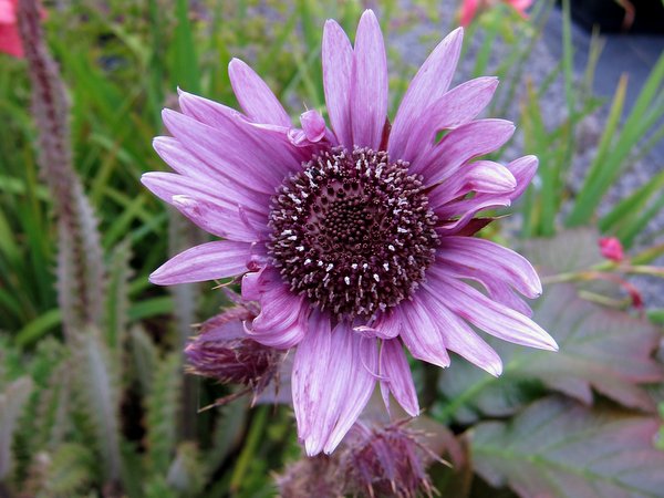 Berkheya purpurea
