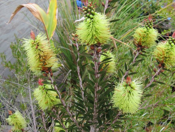 Callistemon pallidus