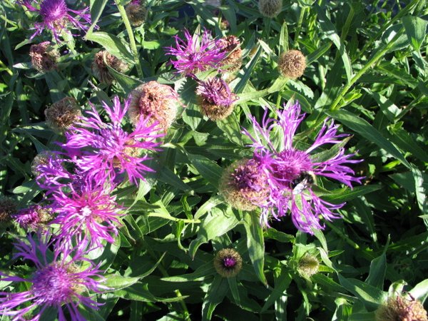 Centaurea nervosa