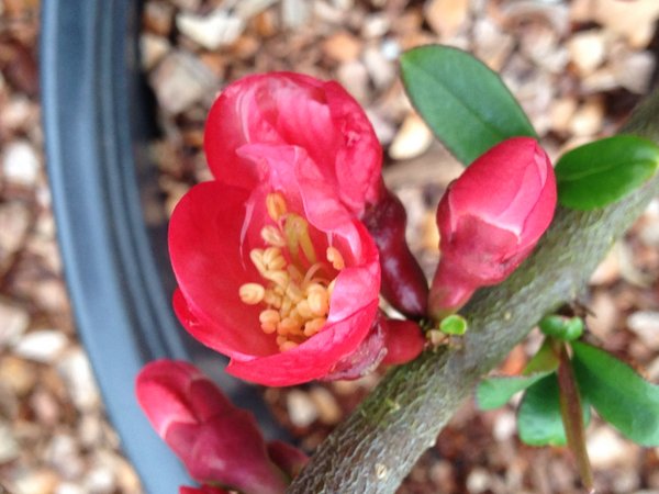 Chaenomeles 'Pink Beauty'