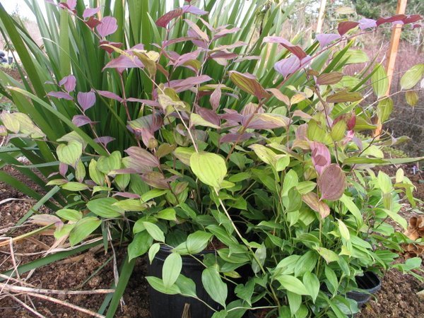 Disporum longistylum 'Green Giant'