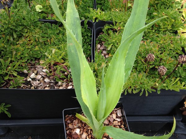 Eryngium yuccifolium