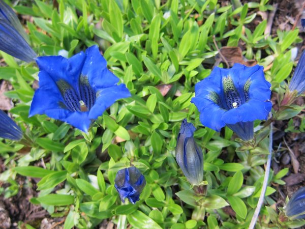 Gentiana acaulis 'Holzmannii'
