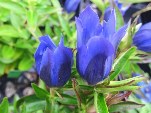 Gentiana 'True Blue' PP20433