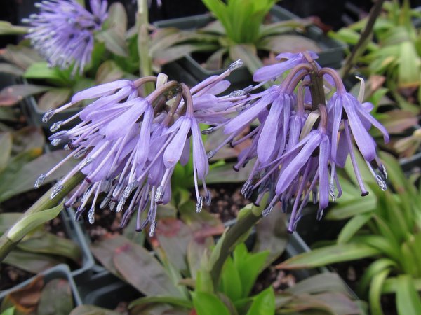 TÌNH YÊU CÂY CỎ ĐV 10  - Page 9 Heloniopsis-tubiflora-Temple-Blue-003