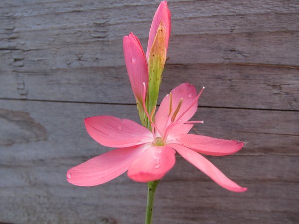 Hesperantha coccinea 'Hilary Gould'