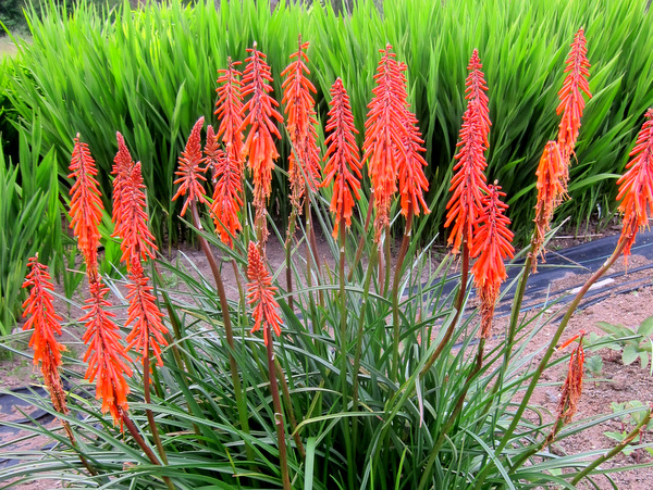 Kniphofia 'Shiny Beast'