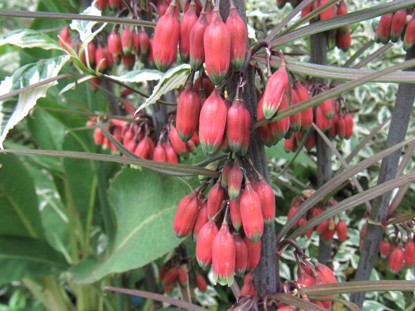 TÌNH YÊU CÂY CỎ ĐV 5 - Page 29 Polygonatum-kingianum-shade-garden-close-up