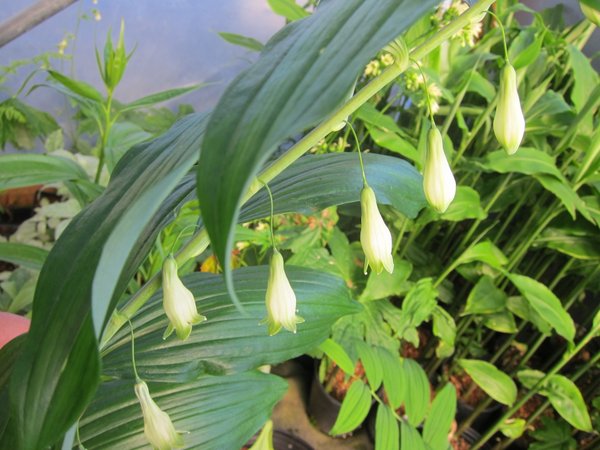 TÌNH YÊU CÂY CỎ ĐV 5 - Page 29 Polygonatum-macranthum