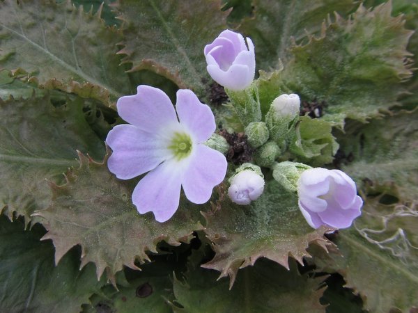 Primula moupinense