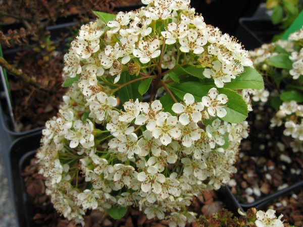 Pyracantha ‘Gnome’