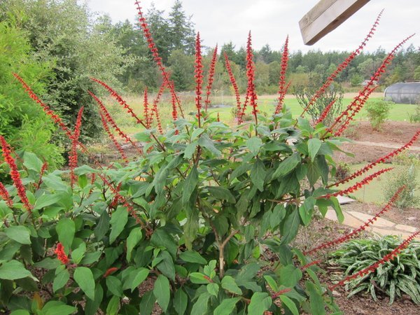 Salvia confertiflora
