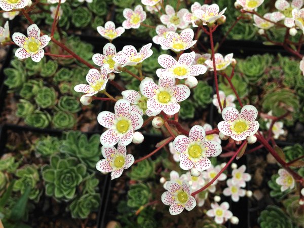 Saxifraga paniculata 'Punctata'  (syn. 'Freckles')