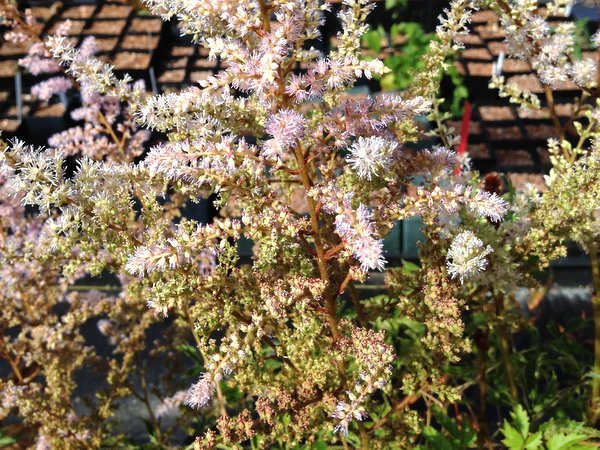 Astilbe rivularis CGG14140