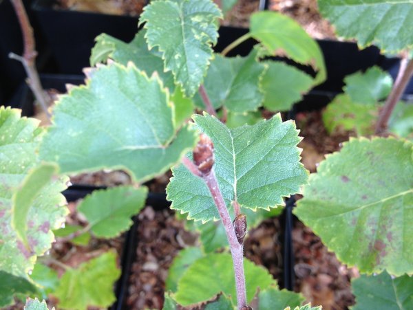 Betula litwinowii NCE182