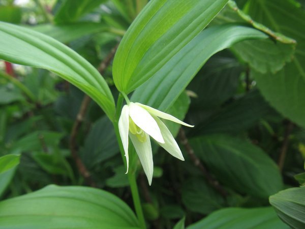 TÌNH YÊU CÂY CỎ ĐV 9 - Page 47 Disporum-viridescens-001